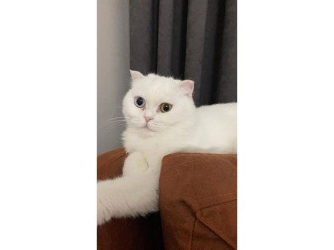 Ücretsiz scottish fold eyes 3,5 yaş