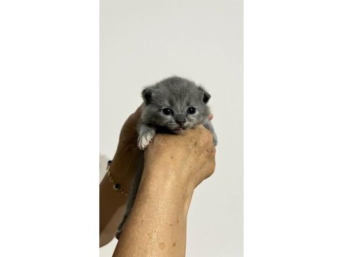10 günlük yavrular scottish fold