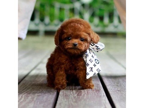 Safkan toy poodle bebeklerimiz