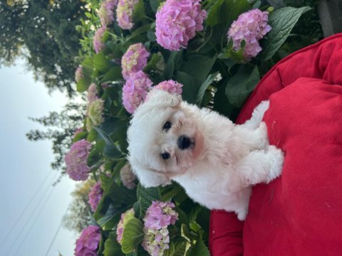 Orjinal kar beyaz bichon frise yavrular 