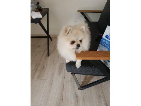 Pomeranian boo en küçük boy uygun