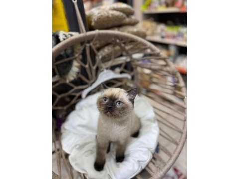 2 aylık british shorthair siyam yavru kedimiz