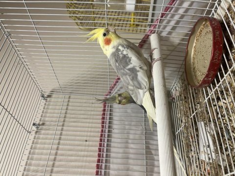 Lutino takım grey yavru konuşan erkek sultan papağanı