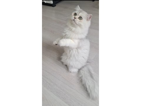 British longhair ns12 dişi 6 aylık