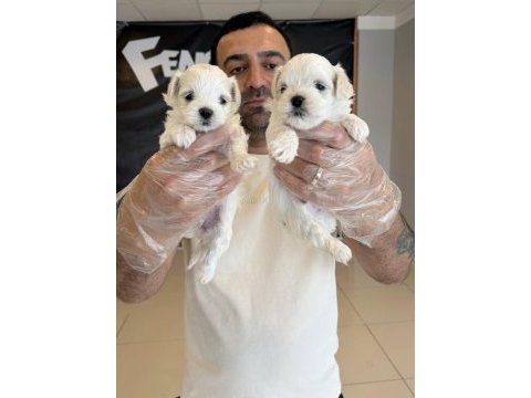 Kar beyaz maltese terrier yavrularımız  ankara
