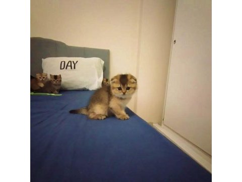 Scottish fold golden bebekler