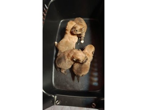Pomeranian boo bobonun yavruları