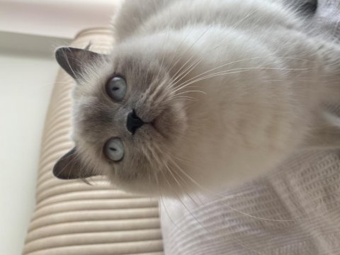 Blue point british longhair