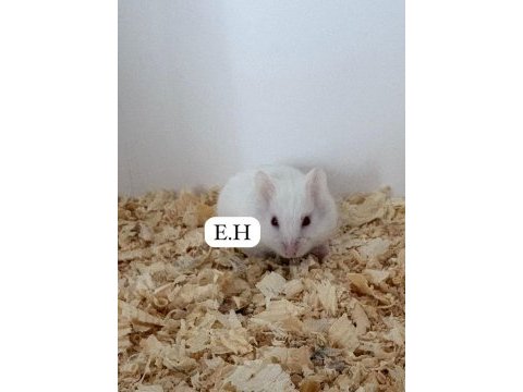 Suriye hamster yavrusu
