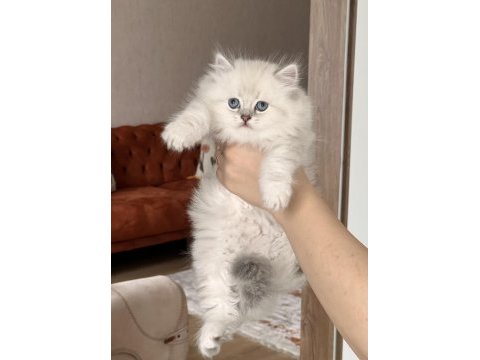 Blue point mavi göz british longhair yavrum