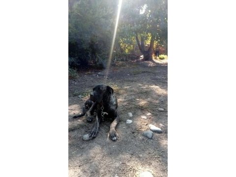 Cane corso brindle yavrular