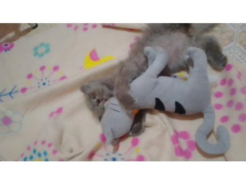 British longhair yavrumuz yuva arıyor