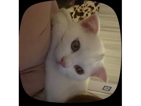Beyaz scottish fold kedisi