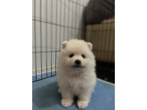 Mini mini yavrucaklar pomeranian boo
