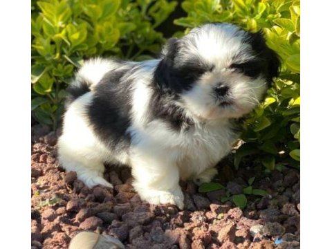 Irk ve sağlık garantili shih-tzu yavrular