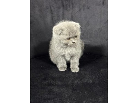Koca kafa scottish fold bebekler