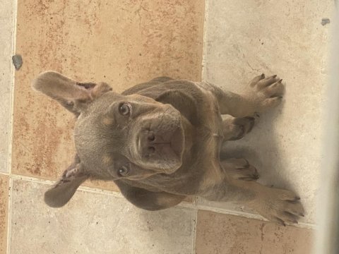 New shade isabella tan maybe fluffy taşıyıcı french bulldog