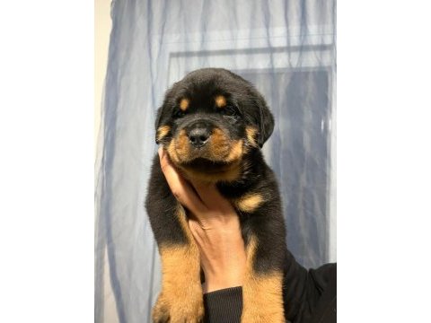Dünya şampiyonu torunları rottweiler yavrular