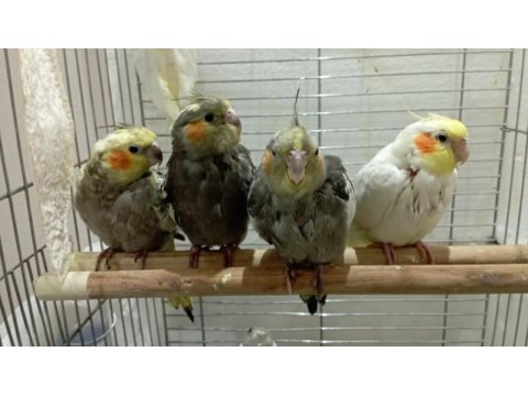 4 adet bebiş sultan papağanları
