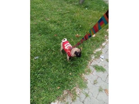 Evrakları tam pug