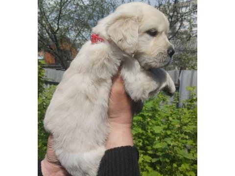 Golden retriever yavrular için ulaşabilirsiniz