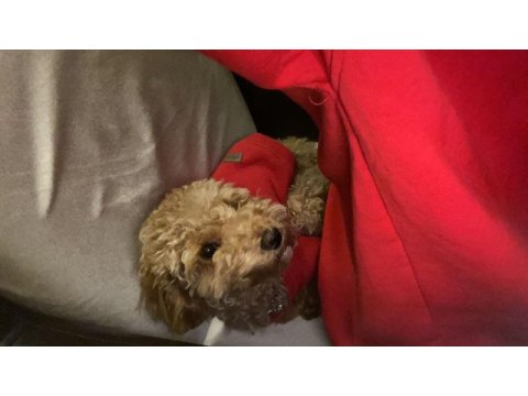 6 aylık top poodle