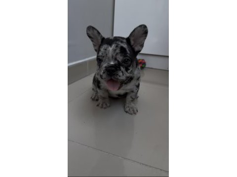 Kusursuz güzellikte french bulldog