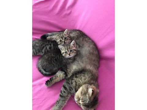 2 adet dişi british shorthairr 2 aylık