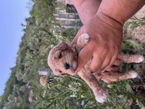 Toy poodle yavrumuz sahiplenmeye hazırdır