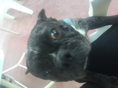 French bulldog rıfkı için yuva