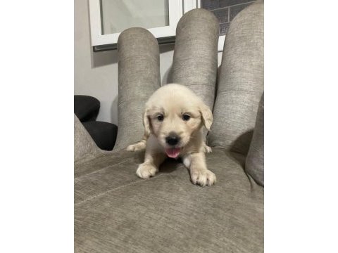 Golden retriever