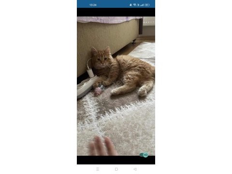 Kedimizi kızımız için almıştım aşırı alerjik yaptı tüyü