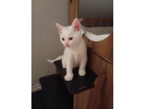 Yavru scottish fold kedilerimiz