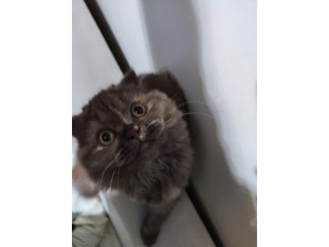 Scottish fold kedime acil yuva aranıyor