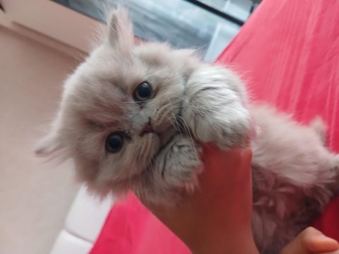 Yavru british longhair