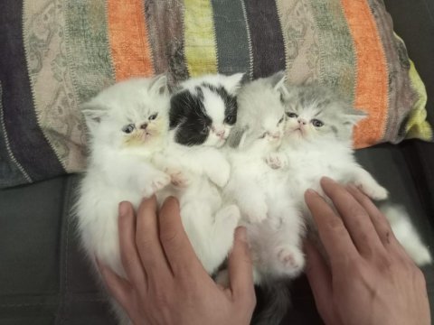 Sağlıklı exotic shorthair yavrularımız