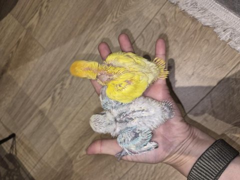 Renk renk sevda papağanları