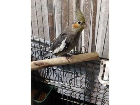 Ele alışık oyun hamuru gibi sultan papağanı
