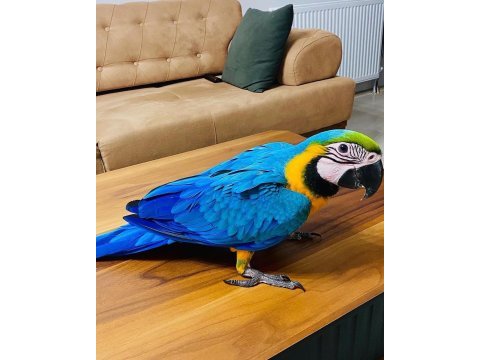 Sarı lacivert macaw ara papağanları