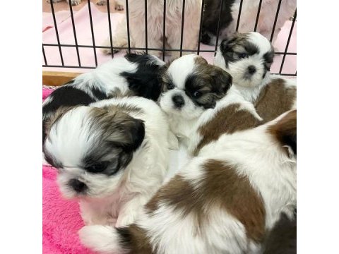 Irk garantili shih tzu yavruları
