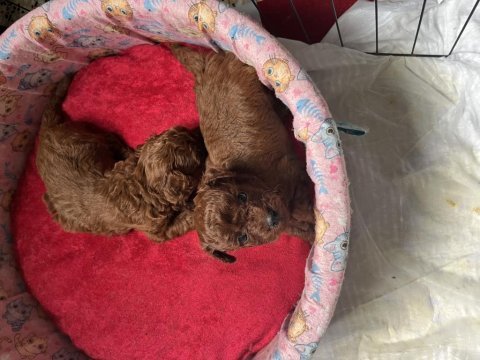 Erkek kalıte poodle yavruları