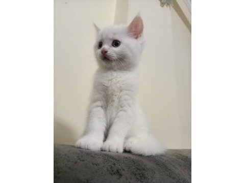 British shorthair beyaz