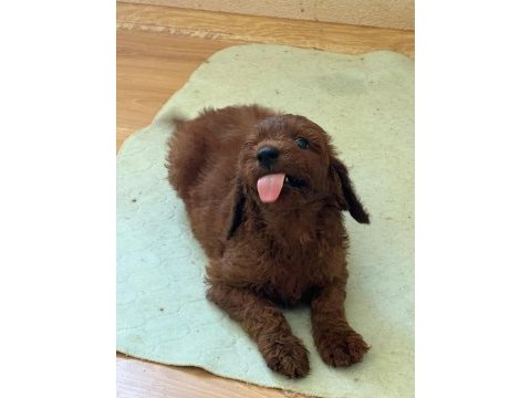 Mutlu yavru köpekler