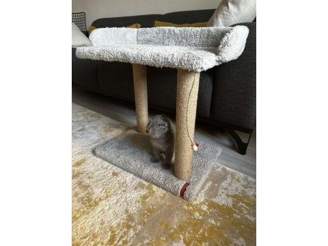 Sıfır kulak scottish fold cinsi yavrumuza aile arıyoruz