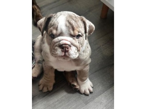 En iyi egzotik ingiliz bulldog yavrularımız