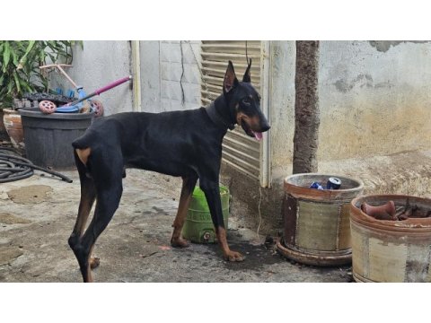 5 aylık kulak estetiği aşıları tam doberman
