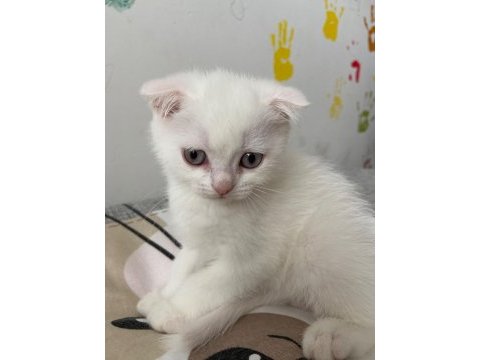Yeni doğan yavrularımız yuvasını arıyor scottish fold