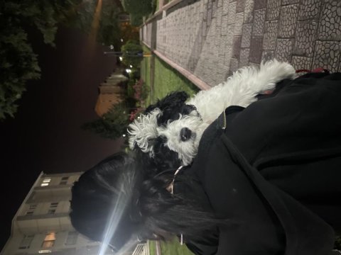 Lora yuva arıyor maltese