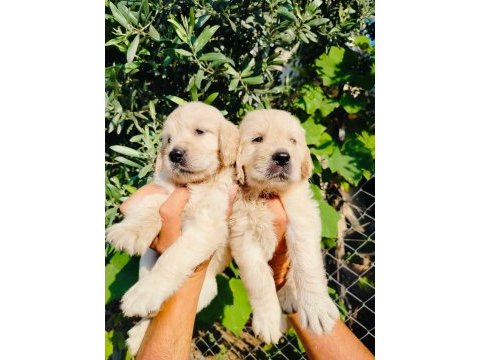 Baby face golden retriever yavruları