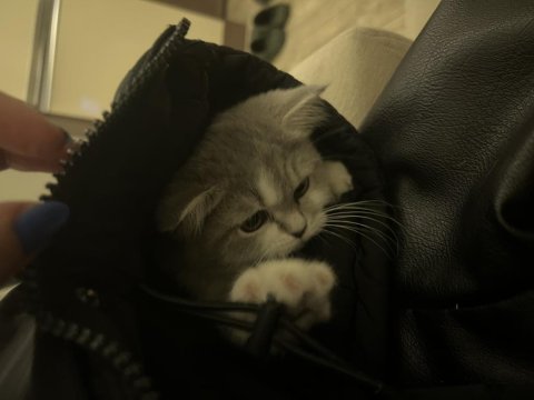 2.5 aylık dişi british shorthair bicolor